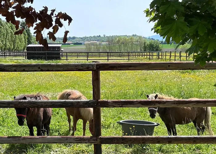 Le Petit Paddock * Villeneuve-les-Cerfs